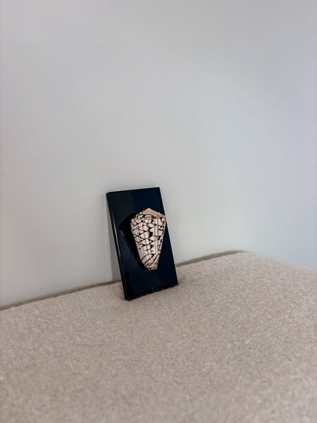 Marble Cone Shell on Glass