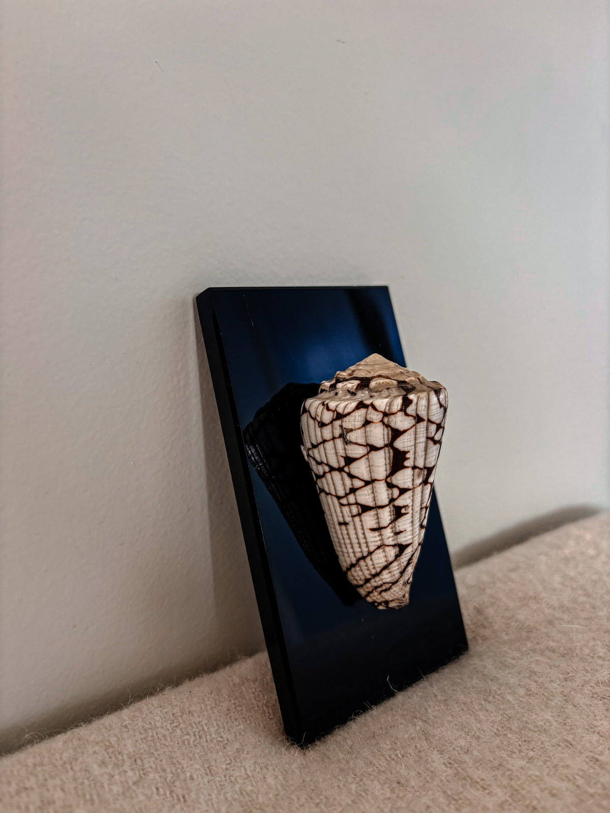 Marble Cone Shell on Glass