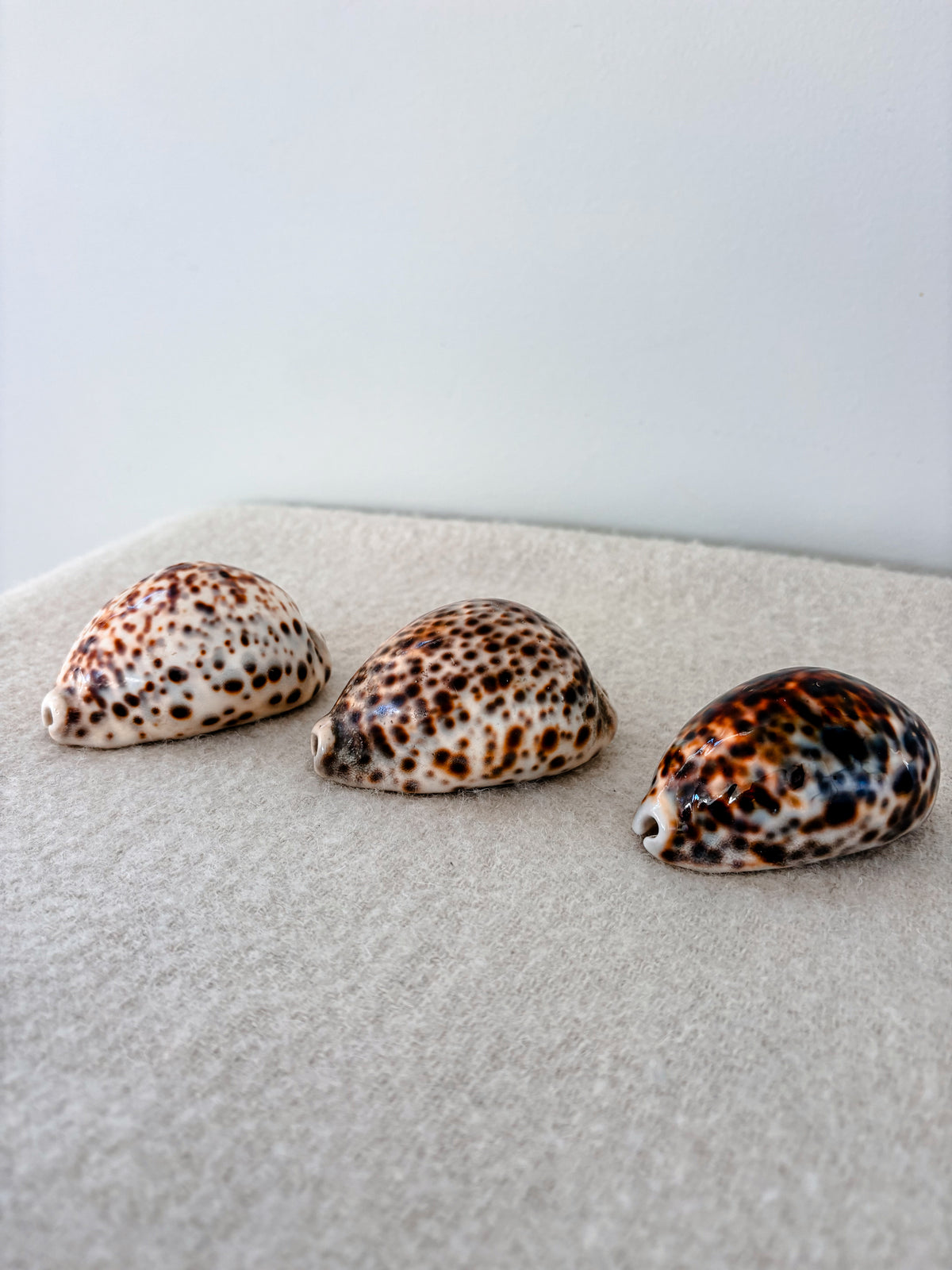 Tiger Cowrie Shell Large