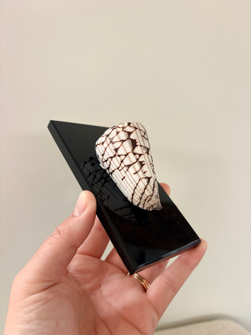 Marble Cone Shell on Glass