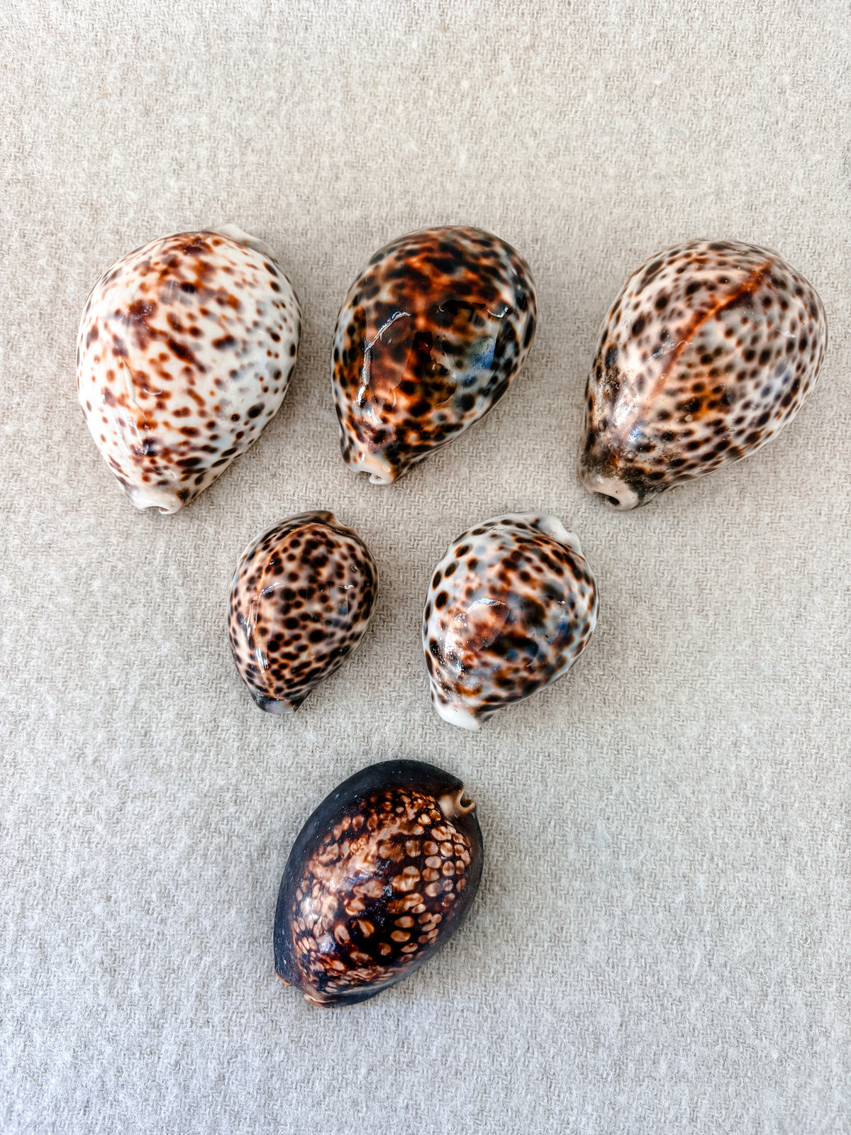 Medium Humpback Cowrie Shell