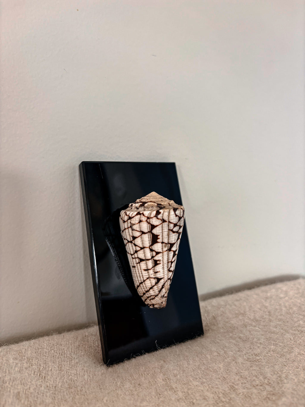 Marble Cone Shell on Glass