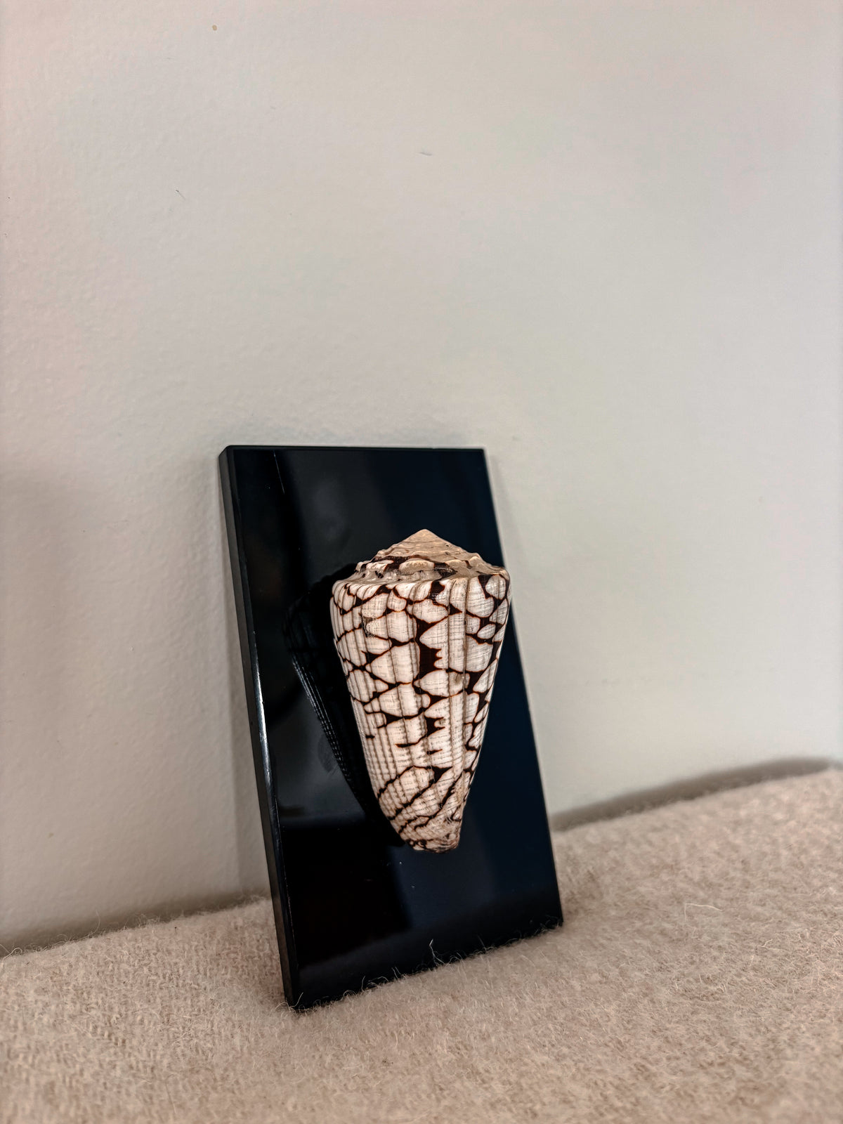 Marble Cone Shell on Glass