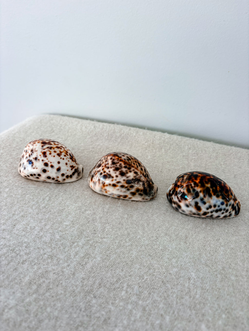 Tiger Cowrie Shell Large