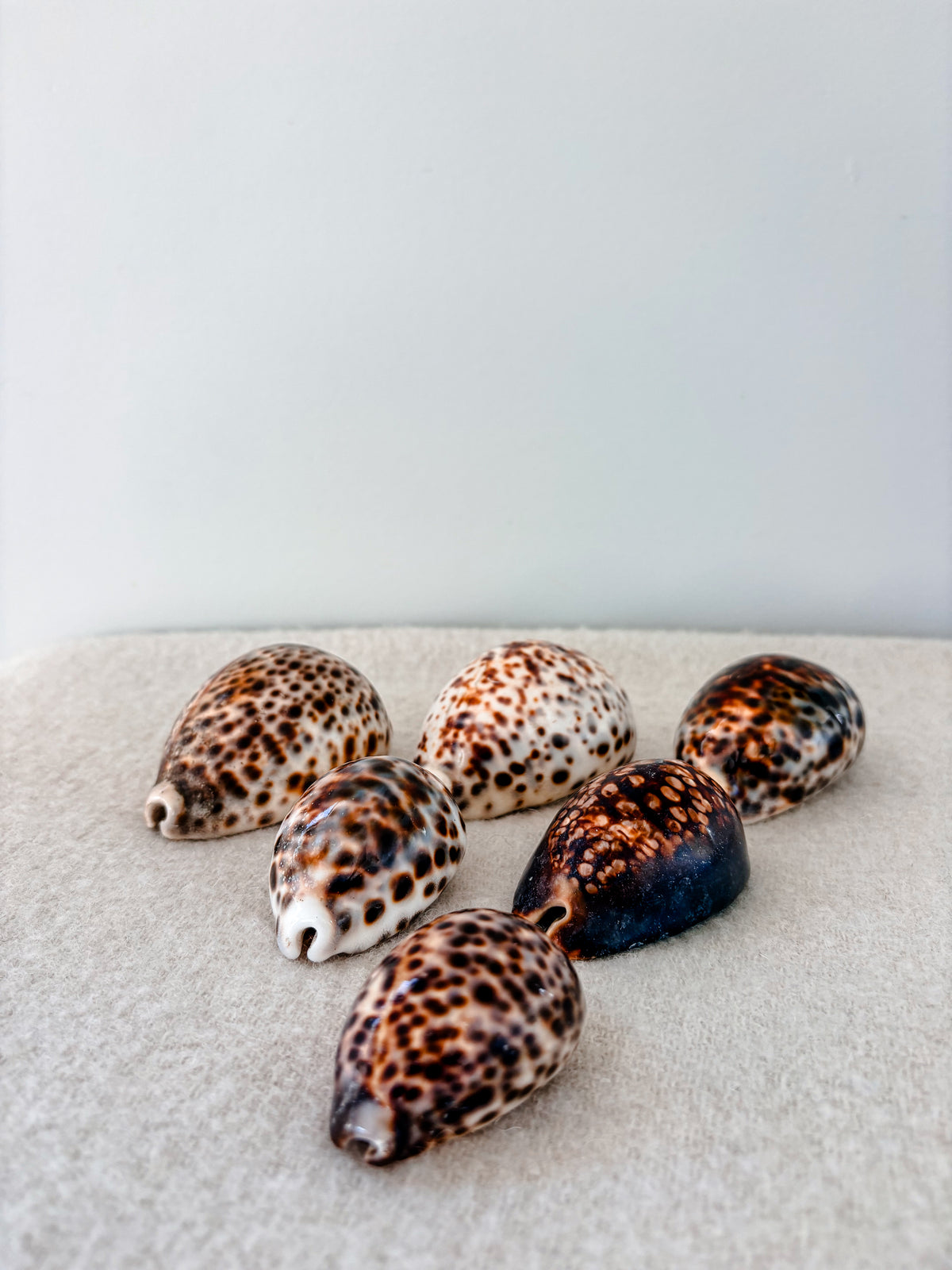 Medium Tiger Cowrie Shell