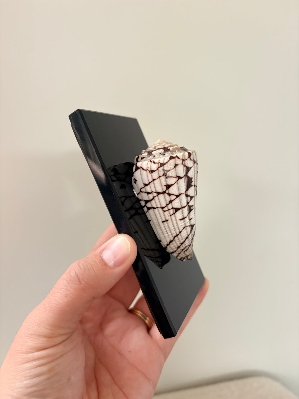 Marble Cone Shell on Glass
