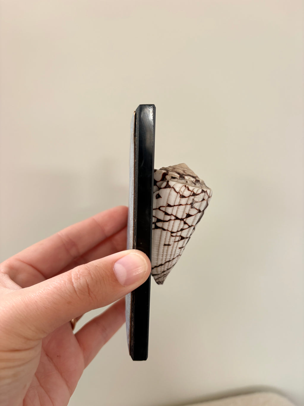 Marble Cone Shell on Glass