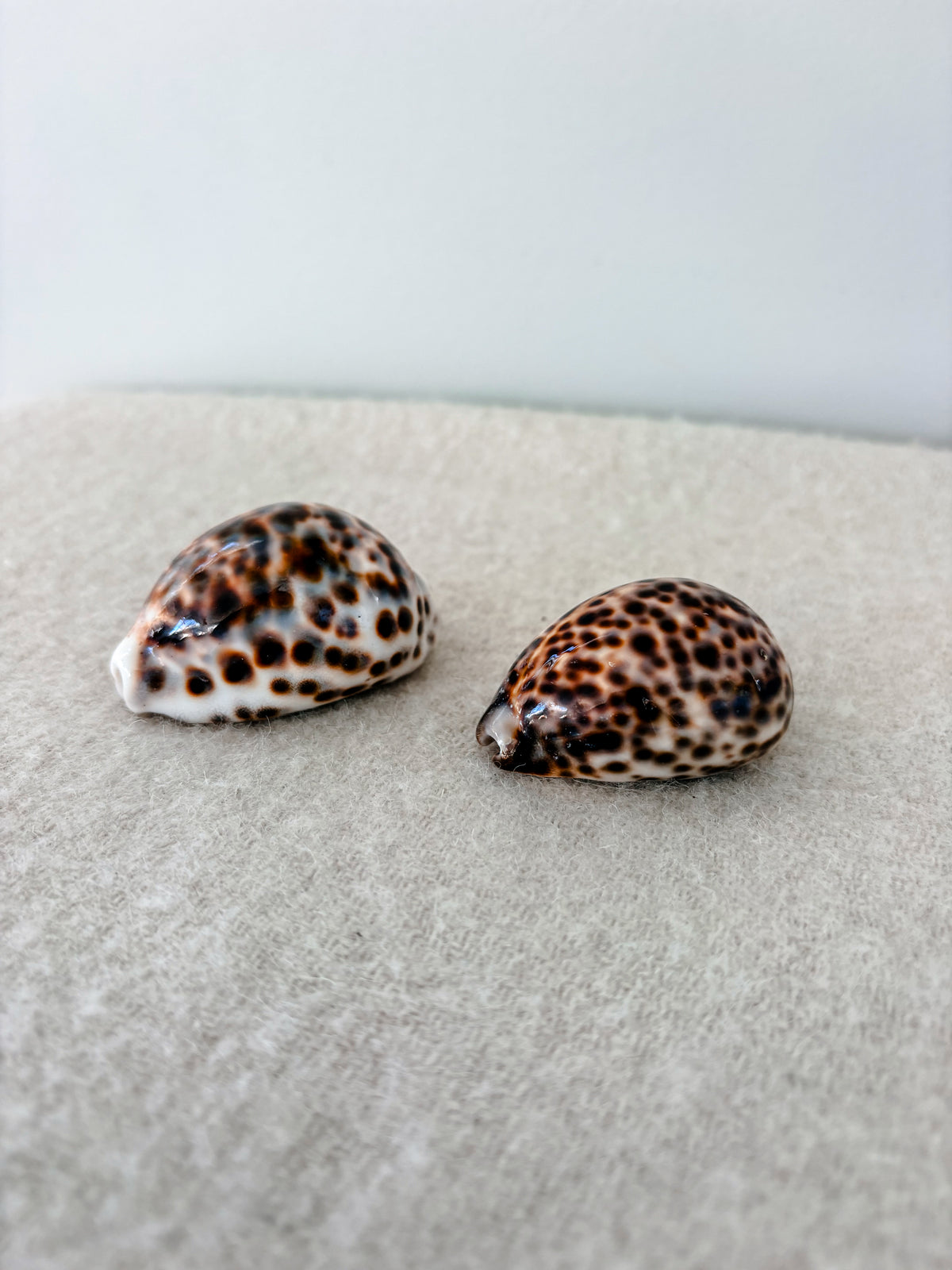 Medium Tiger Cowrie Shell