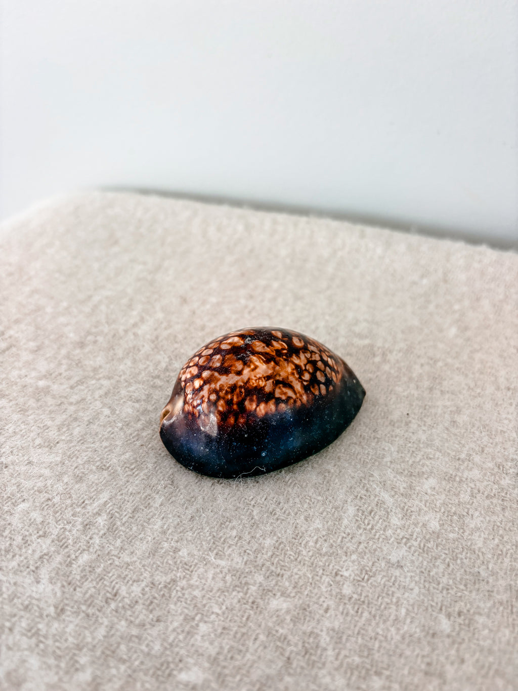 Medium Humpback Cowrie Shell