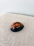 Medium Humpback Cowrie Shell