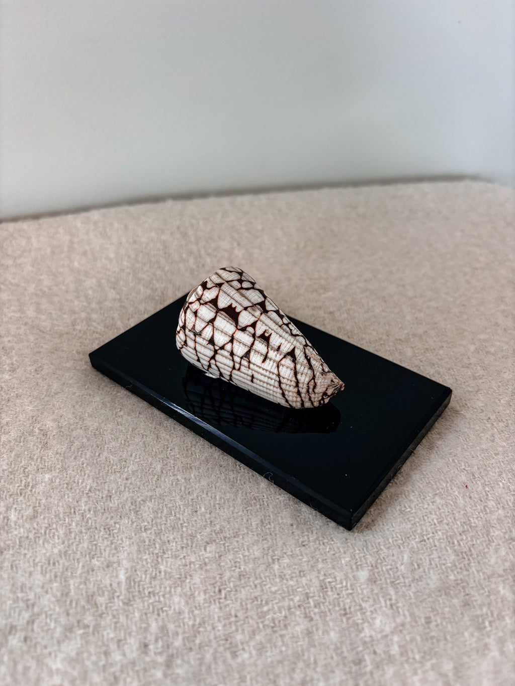 Marble Cone Shell on Glass