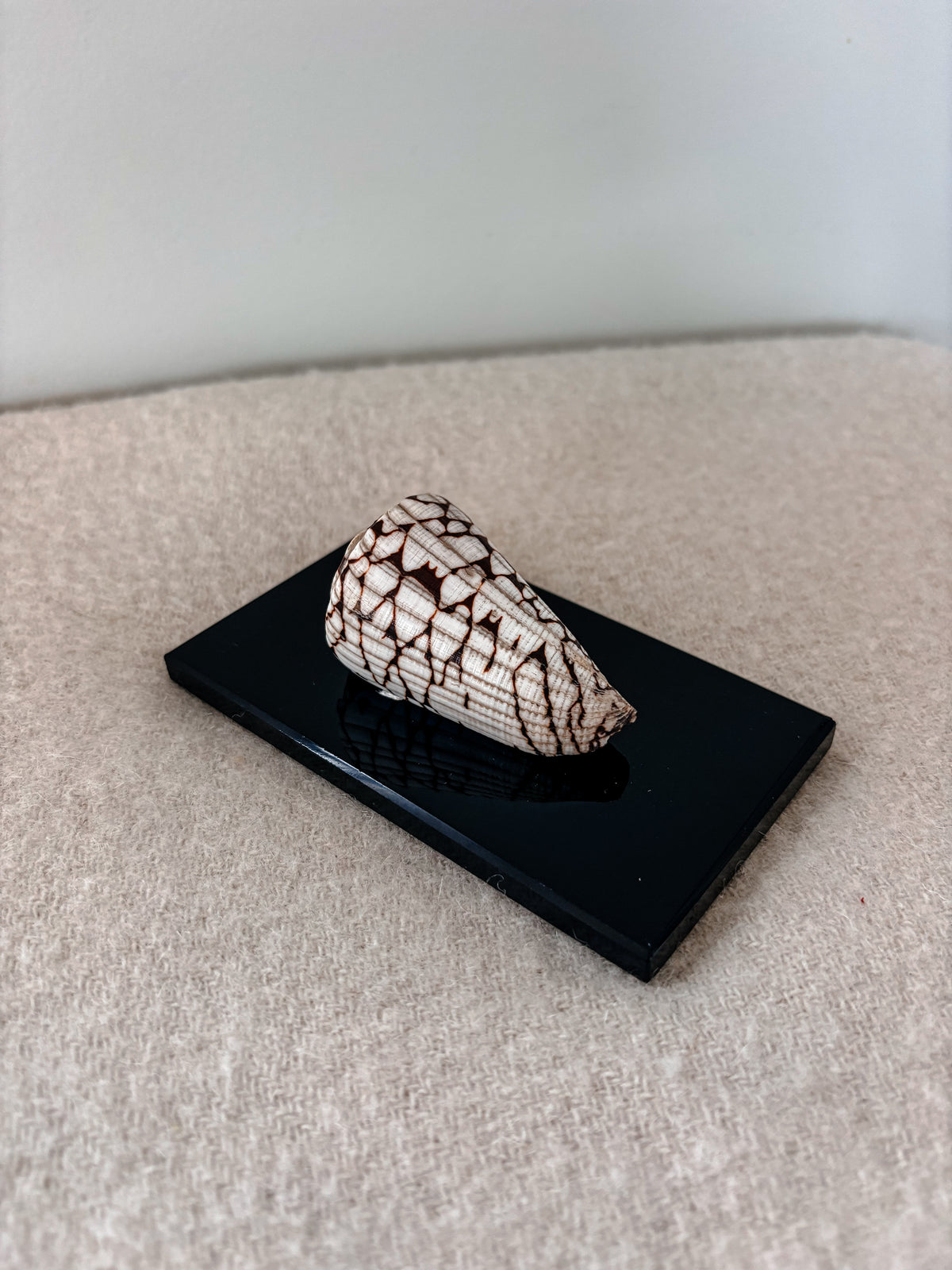 Marble Cone Shell on Glass