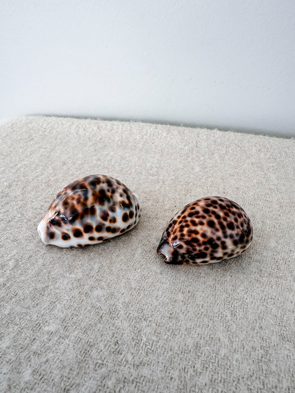 Medium Tiger Cowrie Shell